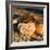 Awesome South Africa Collection Square - Lion sleeping at Sunset II-Philippe Hugonnard-Framed Photographic Print