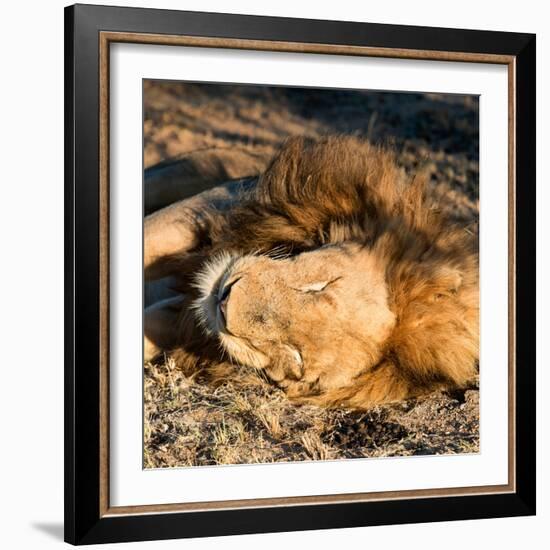 Awesome South Africa Collection Square - Lion sleeping at Sunset II-Philippe Hugonnard-Framed Photographic Print