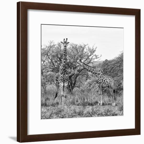 Awesome South Africa Collection Square - Look Giraffes B&W-Philippe Hugonnard-Framed Photographic Print