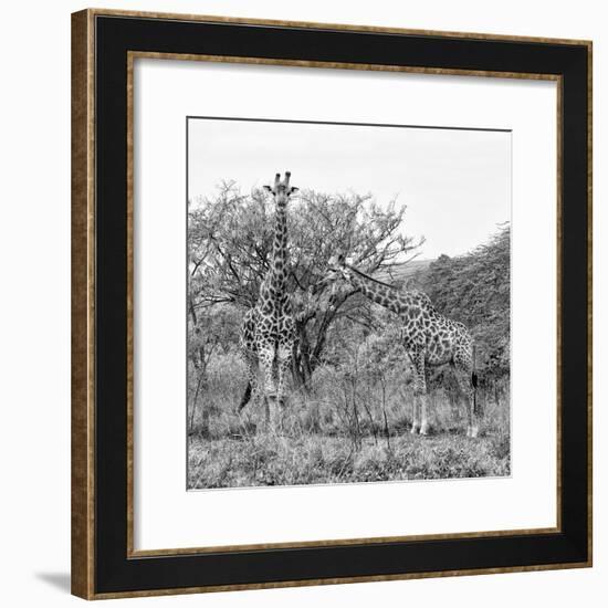 Awesome South Africa Collection Square - Look Giraffes B&W-Philippe Hugonnard-Framed Photographic Print
