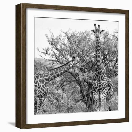 Awesome South Africa Collection Square - Look Giraffes II B&W-Philippe Hugonnard-Framed Photographic Print