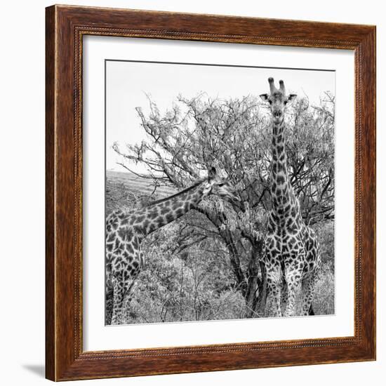 Awesome South Africa Collection Square - Look Giraffes II B&W-Philippe Hugonnard-Framed Photographic Print