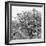 Awesome South Africa Collection Square - Look Giraffes II B&W-Philippe Hugonnard-Framed Photographic Print