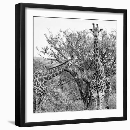 Awesome South Africa Collection Square - Look Giraffes II B&W-Philippe Hugonnard-Framed Photographic Print