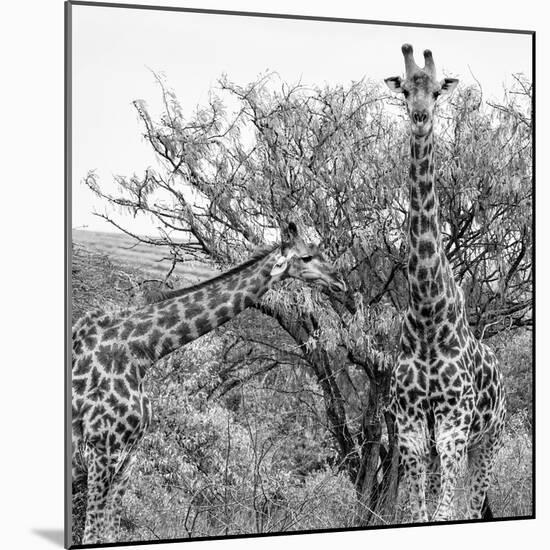 Awesome South Africa Collection Square - Look Giraffes II B&W-Philippe Hugonnard-Mounted Photographic Print