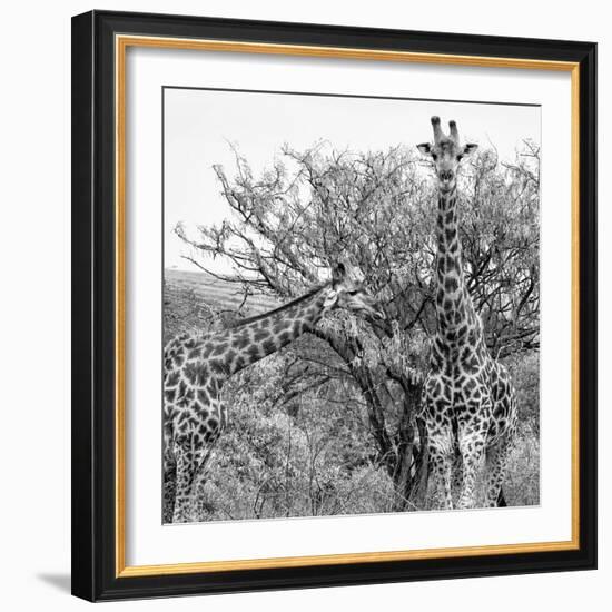 Awesome South Africa Collection Square - Look Giraffes II B&W-Philippe Hugonnard-Framed Photographic Print