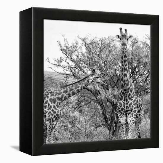 Awesome South Africa Collection Square - Look Giraffes II B&W-Philippe Hugonnard-Framed Premier Image Canvas