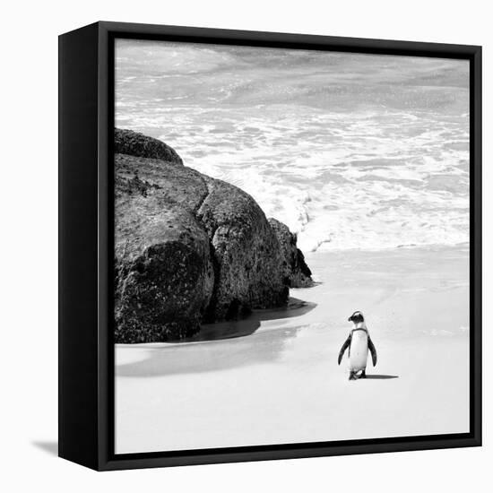 Awesome South Africa Collection Square - Penguin Alone on the Beach B&W-Philippe Hugonnard-Framed Premier Image Canvas