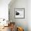 Awesome South Africa Collection Square - Penguin Alone on the Beach B&W-Philippe Hugonnard-Framed Photographic Print displayed on a wall