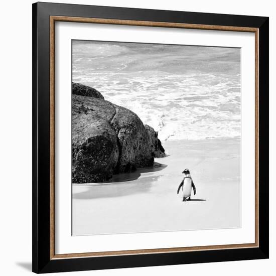 Awesome South Africa Collection Square - Penguin Alone on the Beach B&W-Philippe Hugonnard-Framed Photographic Print