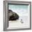 Awesome South Africa Collection Square - Penguin Alone on the Beach-Philippe Hugonnard-Framed Photographic Print