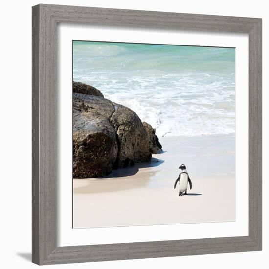 Awesome South Africa Collection Square - Penguin Alone on the Beach-Philippe Hugonnard-Framed Photographic Print