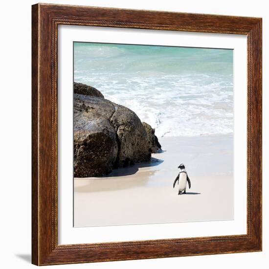 Awesome South Africa Collection Square - Penguin Alone on the Beach-Philippe Hugonnard-Framed Photographic Print