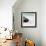 Awesome South Africa Collection Square - Penguin Alone on the Beach-Philippe Hugonnard-Framed Photographic Print displayed on a wall