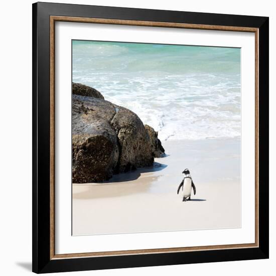 Awesome South Africa Collection Square - Penguin Alone on the Beach-Philippe Hugonnard-Framed Photographic Print