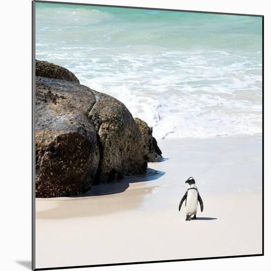 Awesome South Africa Collection Square - Penguin Alone on the Beach-Philippe Hugonnard-Mounted Photographic Print