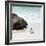 Awesome South Africa Collection Square - Penguin Alone on the Beach-Philippe Hugonnard-Framed Photographic Print