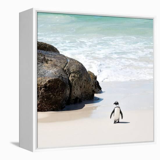 Awesome South Africa Collection Square - Penguin Alone on the Beach-Philippe Hugonnard-Framed Premier Image Canvas