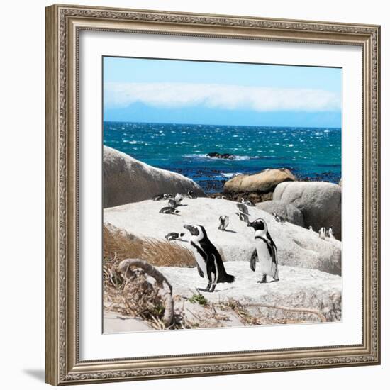 Awesome South Africa Collection Square - Penguin Colony-Philippe Hugonnard-Framed Photographic Print