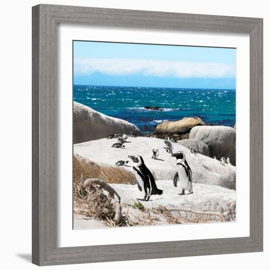 Awesome South Africa Collection Square - Penguin Colony-Philippe Hugonnard-Framed Photographic Print