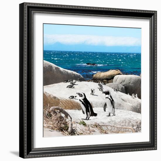 Awesome South Africa Collection Square - Penguin Colony-Philippe Hugonnard-Framed Photographic Print