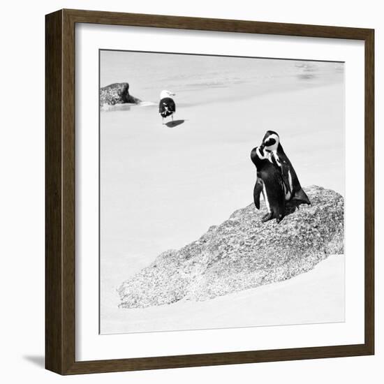 Awesome South Africa Collection Square - Penguin Lovers B&W-Philippe Hugonnard-Framed Photographic Print