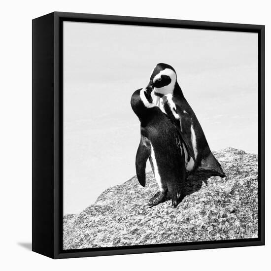 Awesome South Africa Collection Square - Penguin Lovers II B&W-Philippe Hugonnard-Framed Premier Image Canvas