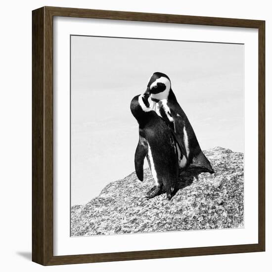 Awesome South Africa Collection Square - Penguin Lovers II B&W-Philippe Hugonnard-Framed Photographic Print