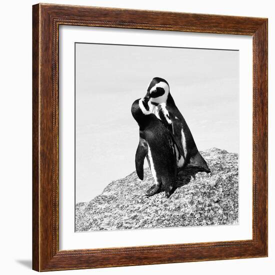 Awesome South Africa Collection Square - Penguin Lovers II B&W-Philippe Hugonnard-Framed Photographic Print