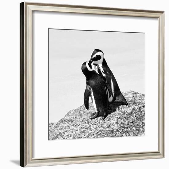 Awesome South Africa Collection Square - Penguin Lovers II B&W-Philippe Hugonnard-Framed Photographic Print