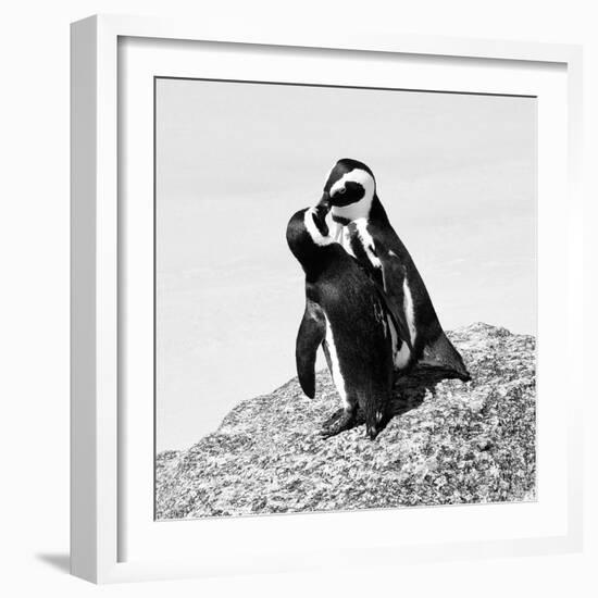 Awesome South Africa Collection Square - Penguin Lovers II B&W-Philippe Hugonnard-Framed Photographic Print