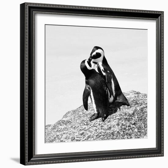 Awesome South Africa Collection Square - Penguin Lovers II B&W-Philippe Hugonnard-Framed Photographic Print