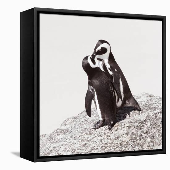 Awesome South Africa Collection Square - Penguin Lovers IV-Philippe Hugonnard-Framed Premier Image Canvas