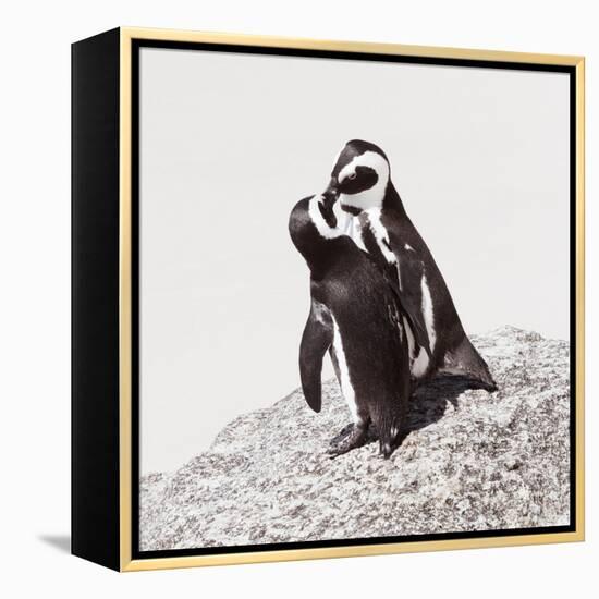 Awesome South Africa Collection Square - Penguin Lovers IV-Philippe Hugonnard-Framed Premier Image Canvas