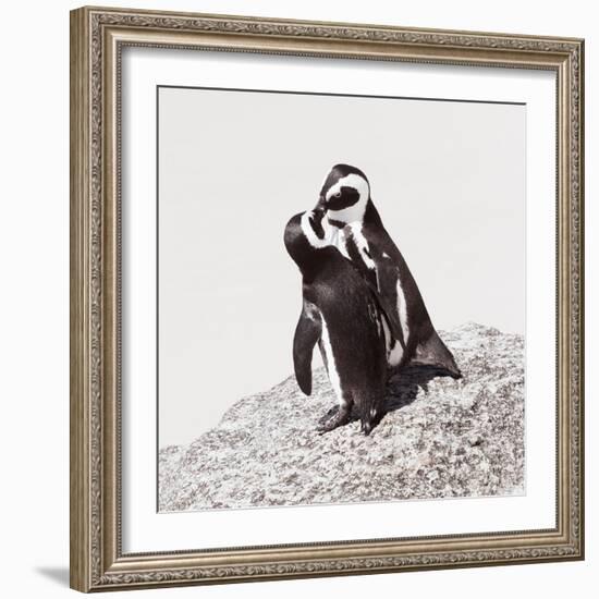 Awesome South Africa Collection Square - Penguin Lovers IV-Philippe Hugonnard-Framed Photographic Print