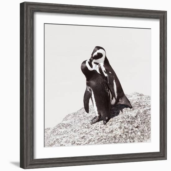 Awesome South Africa Collection Square - Penguin Lovers IV-Philippe Hugonnard-Framed Photographic Print