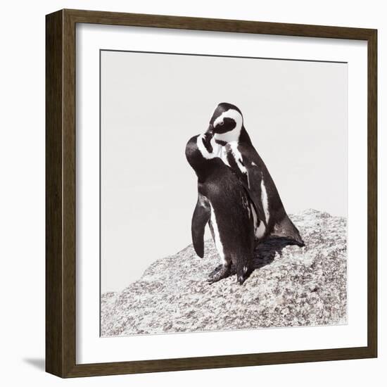 Awesome South Africa Collection Square - Penguin Lovers IV-Philippe Hugonnard-Framed Photographic Print
