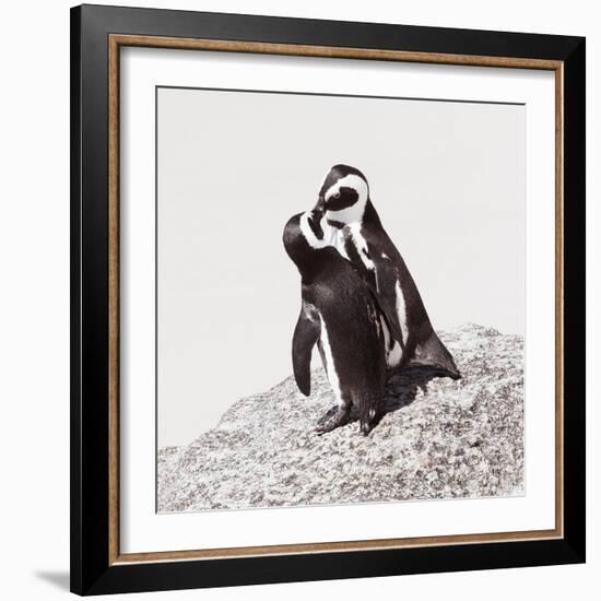 Awesome South Africa Collection Square - Penguin Lovers IV-Philippe Hugonnard-Framed Photographic Print