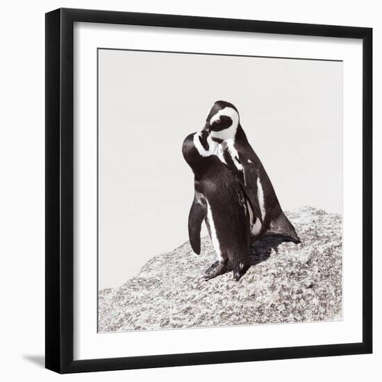 Awesome South Africa Collection Square - Penguin Lovers IV-Philippe Hugonnard-Framed Photographic Print