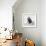 Awesome South Africa Collection Square - Penguin Lovers IV-Philippe Hugonnard-Framed Photographic Print displayed on a wall