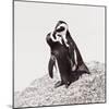 Awesome South Africa Collection Square - Penguin Lovers IV-Philippe Hugonnard-Mounted Photographic Print