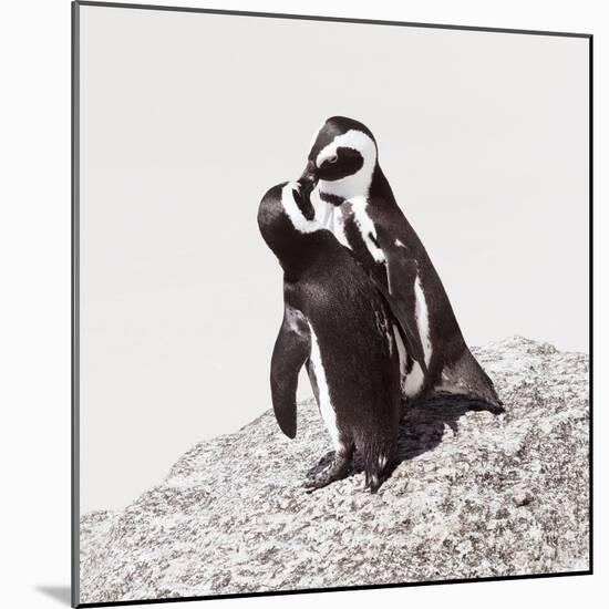 Awesome South Africa Collection Square - Penguin Lovers IV-Philippe Hugonnard-Mounted Photographic Print