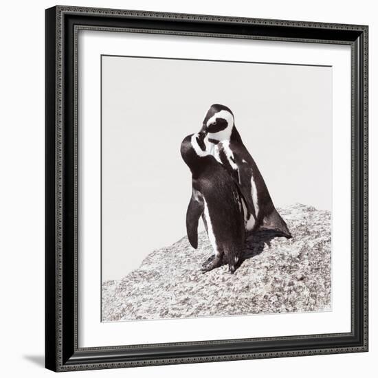 Awesome South Africa Collection Square - Penguin Lovers IV-Philippe Hugonnard-Framed Photographic Print