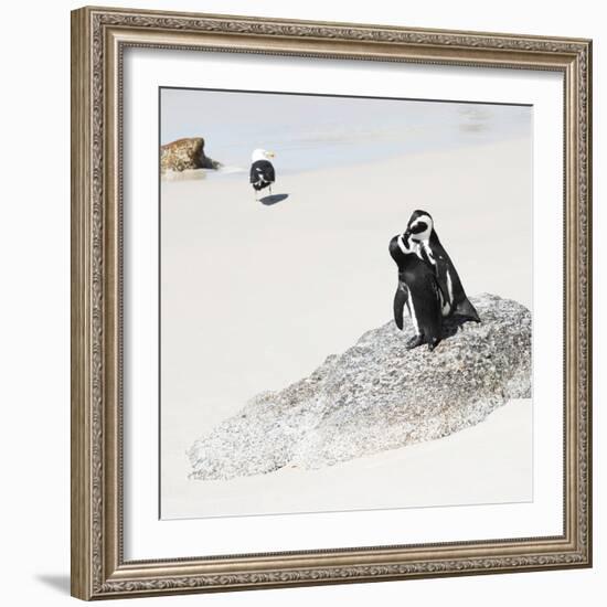 Awesome South Africa Collection Square - Penguin Lovers-Philippe Hugonnard-Framed Photographic Print