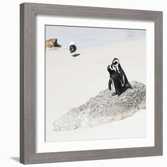 Awesome South Africa Collection Square - Penguin Lovers-Philippe Hugonnard-Framed Photographic Print