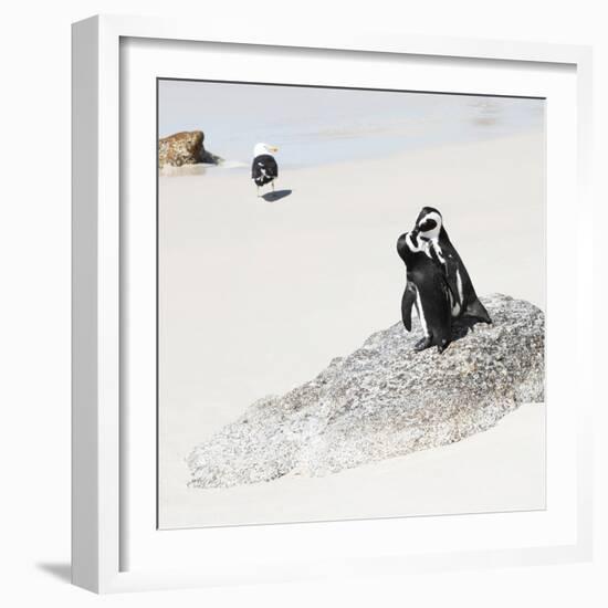 Awesome South Africa Collection Square - Penguin Lovers-Philippe Hugonnard-Framed Photographic Print