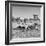 Awesome South Africa Collection Square - Plains Zebras B&W-Philippe Hugonnard-Framed Photographic Print