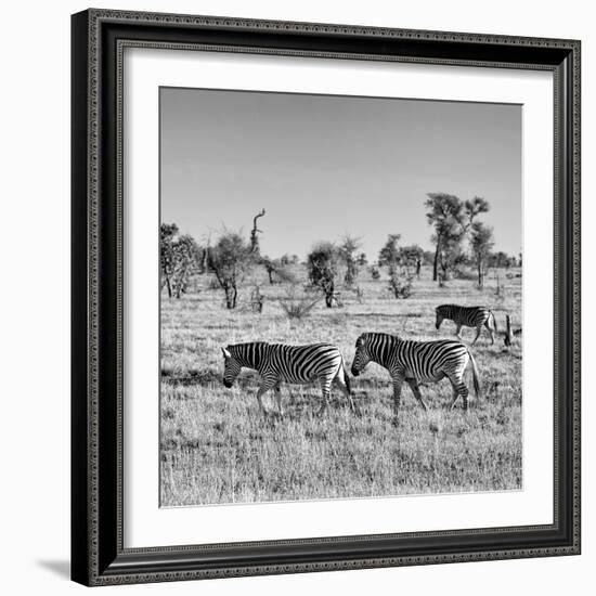 Awesome South Africa Collection Square - Plains Zebras B&W-Philippe Hugonnard-Framed Photographic Print