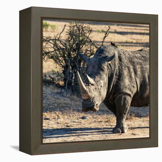 Awesome South Africa Collection Square - Portrait of a Rhinoceros at Sunset-Philippe Hugonnard-Framed Premier Image Canvas