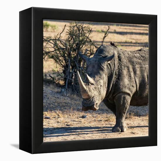 Awesome South Africa Collection Square - Portrait of a Rhinoceros at Sunset-Philippe Hugonnard-Framed Premier Image Canvas